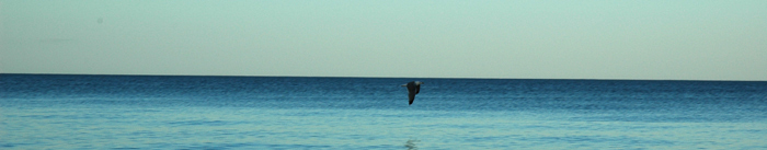 Havshorisont med en mås flygande strax över vattenytan.